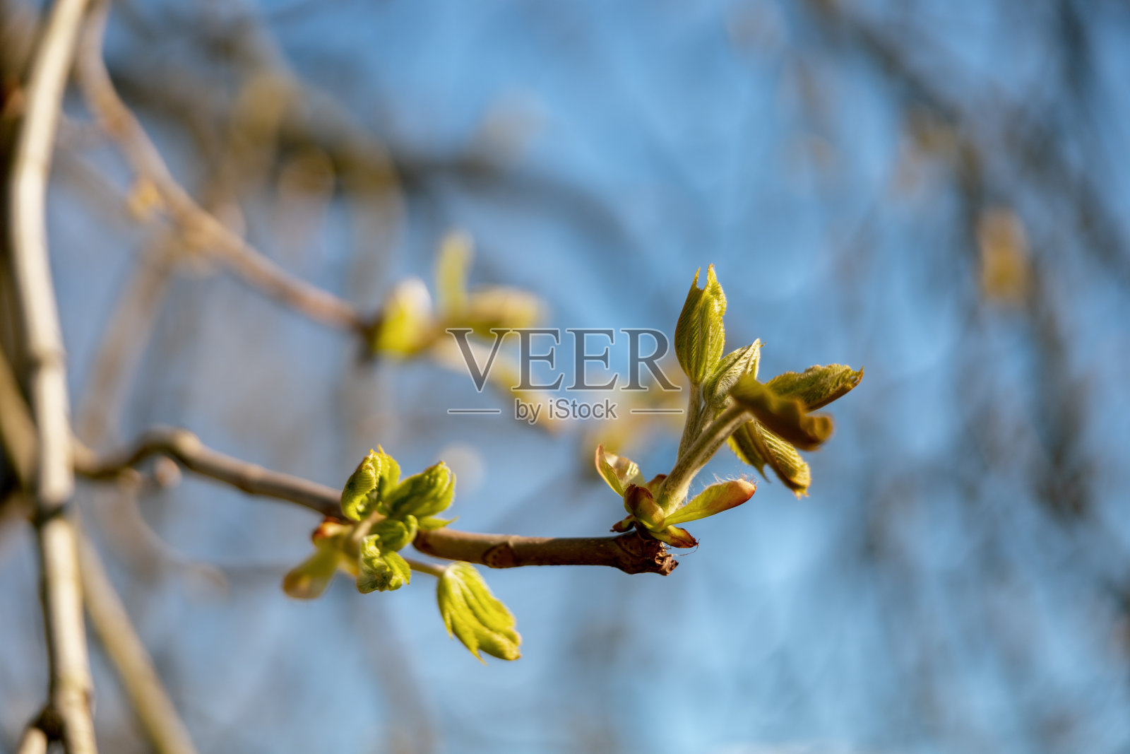 树上绽开了嫩芽。冬末,植物正准备撒叶。春天的树枝在蓝天的背景下。早春的季节。特写镜头。美丽的大自然。阳光明媚的天气。照片摄影图片