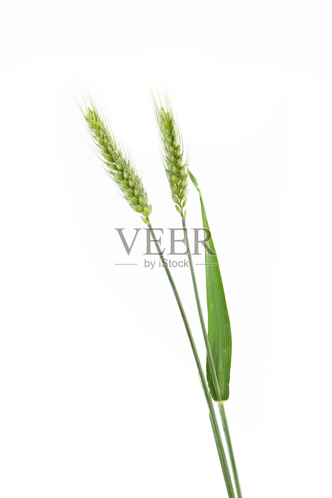 隔离在白色背景上的小麦的绿色穗照片摄影图片