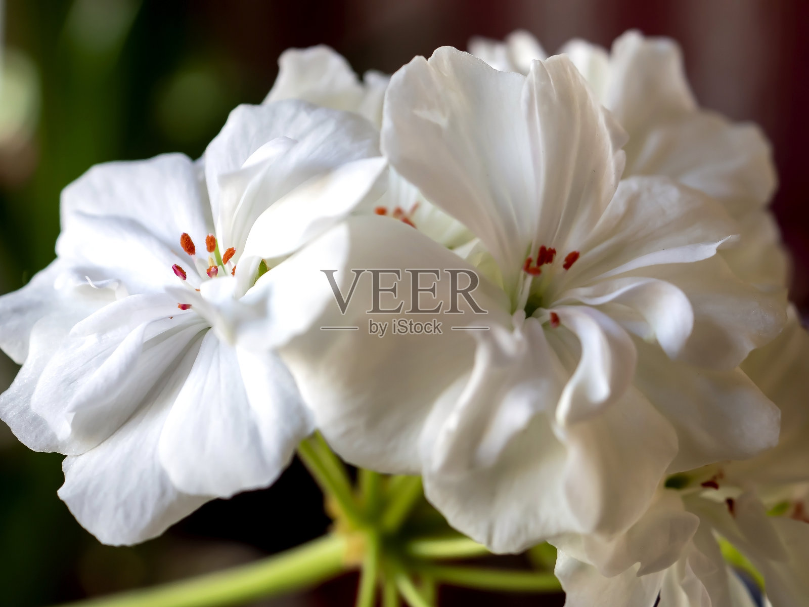 脆弱娇嫩的白色天竺葵花近照片摄影图片