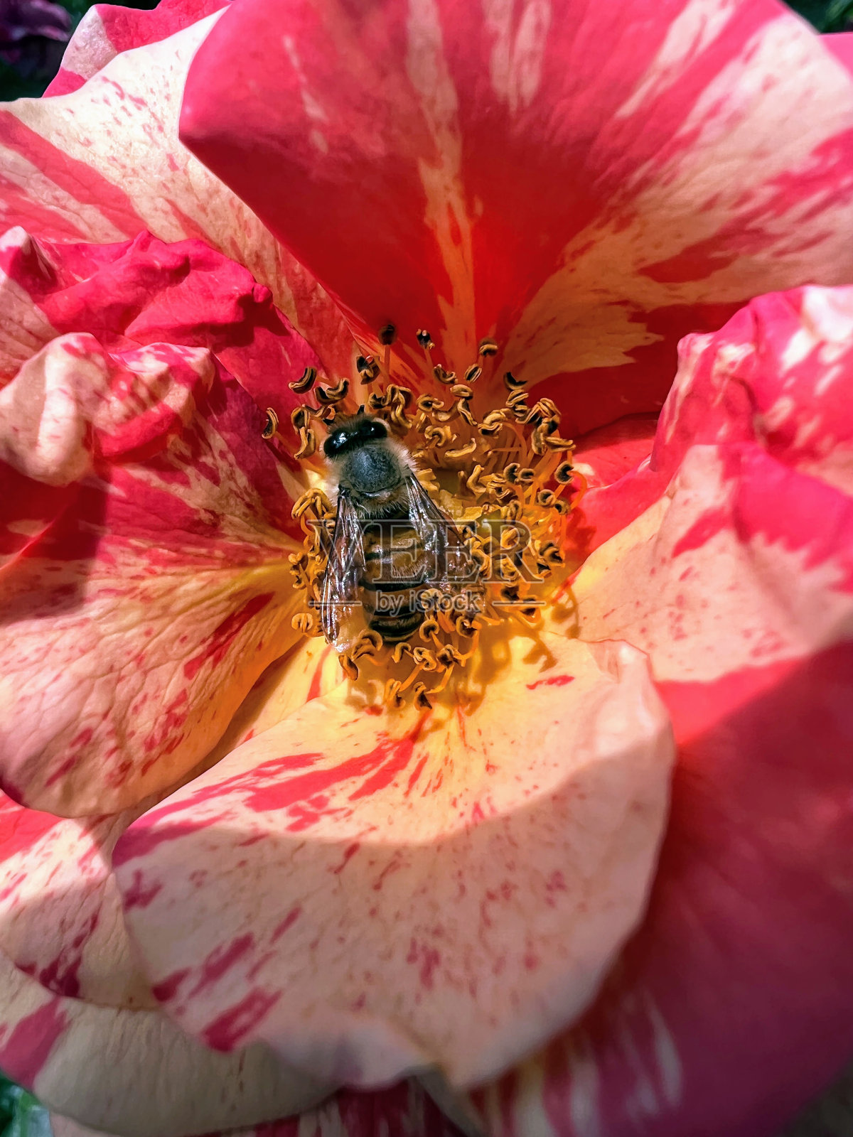 蜜蜂和玫瑰照片摄影图片