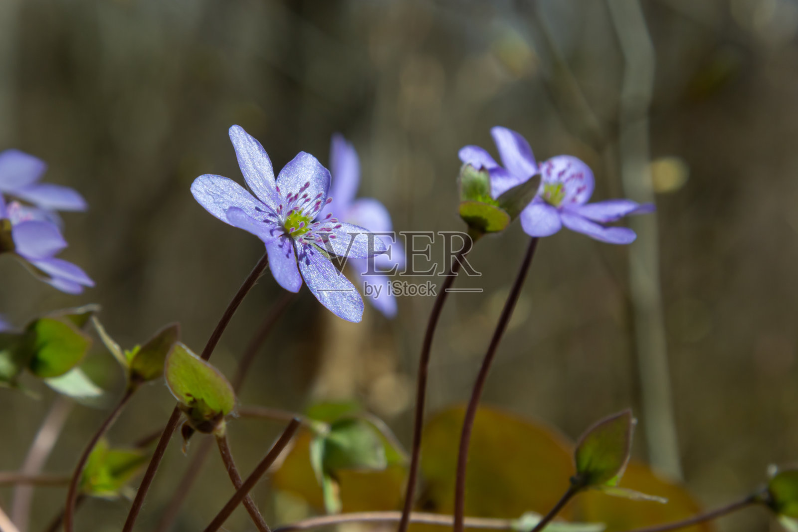 在早春明亮的阳光下,一群美丽的,紫色的第一个春天开花-野花大的蓝色肝草,transsilvanica肝草。美丽的花卉风景背景照片摄影图片
