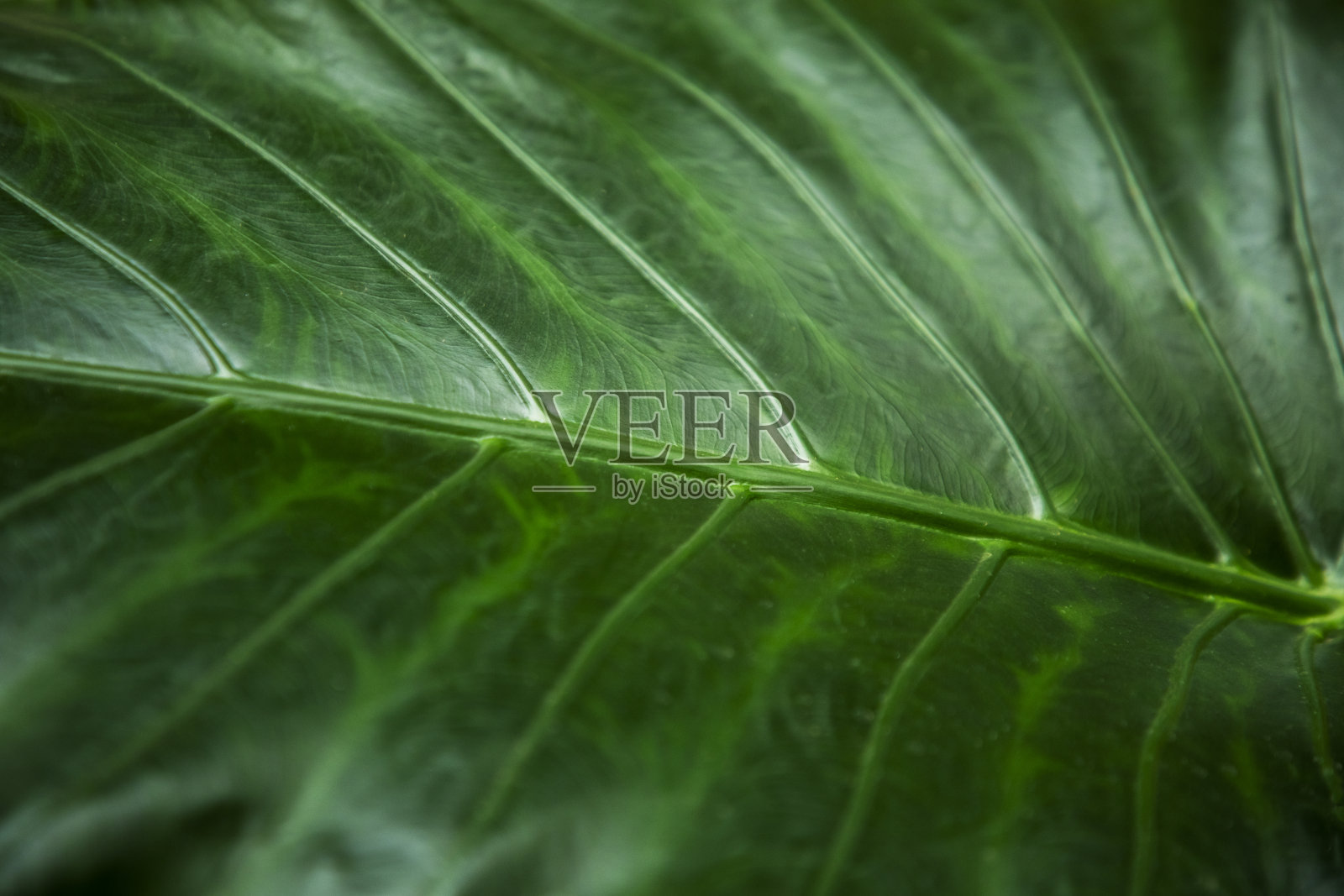 绿叶背景照片摄影图片