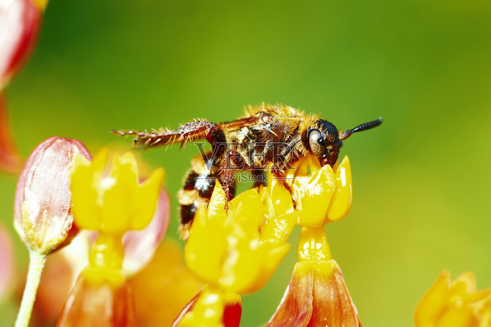 蜜蜂闭在黄花的花粉上。照片摄影图片