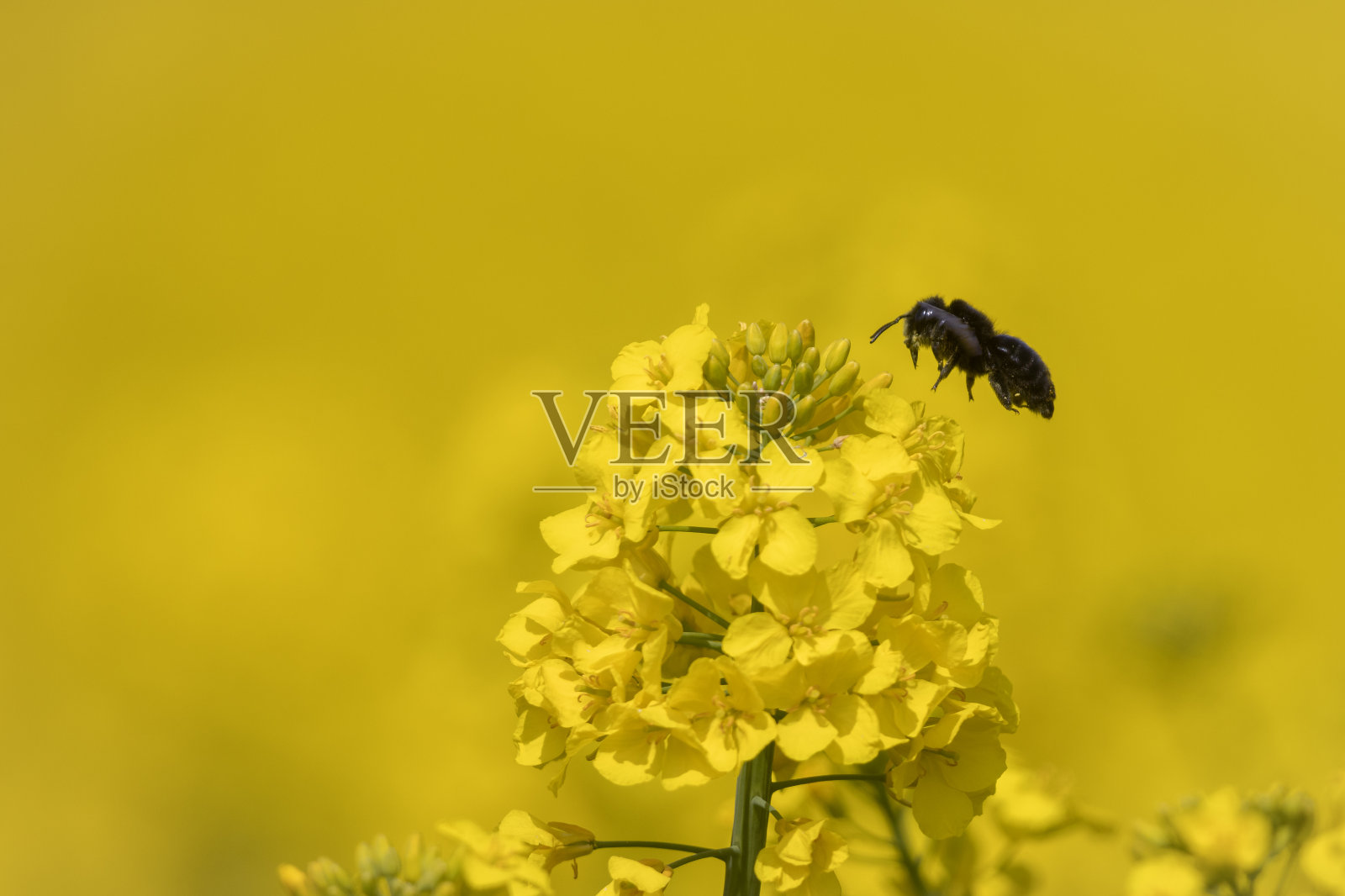木匠蜜蜂照片摄影图片