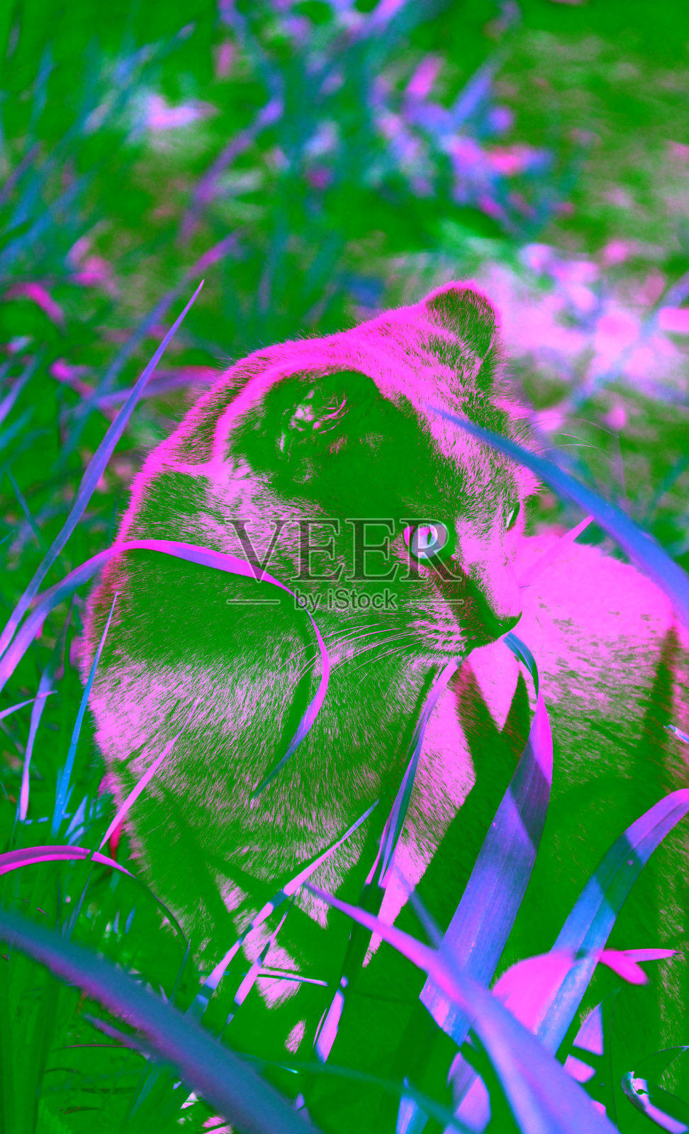 黄绿色猫或笛卡儿猫照片摄影图片