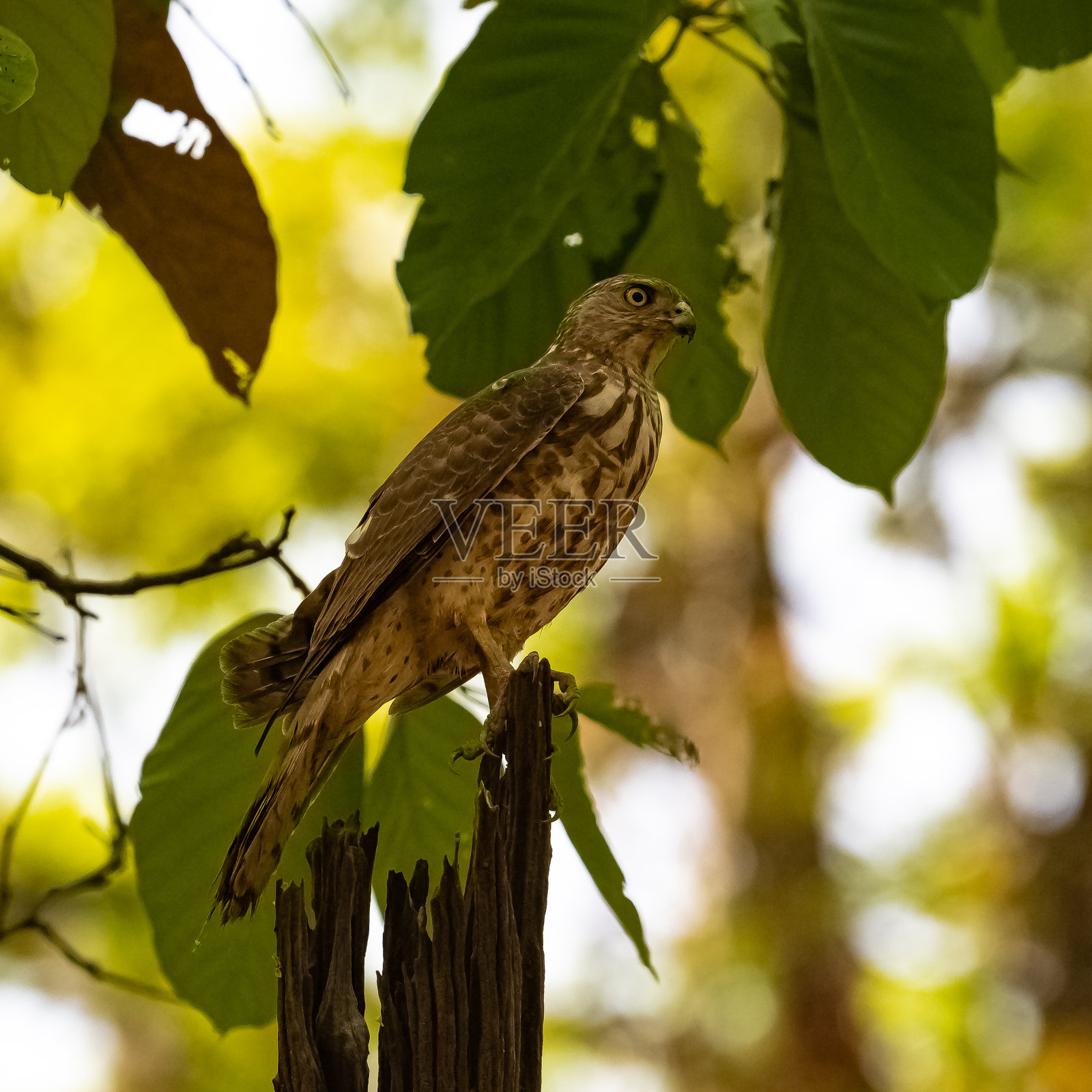 印度树上的一只贝斯拉雀鹰照片摄影图片
