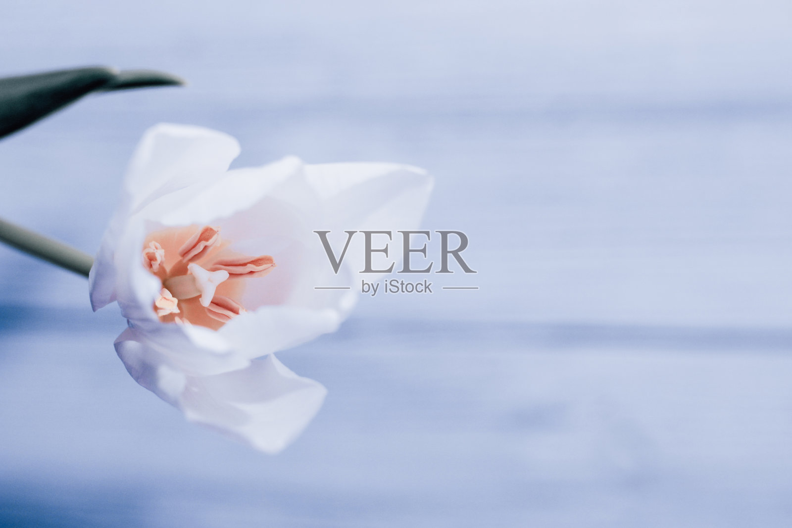 花束白色郁金香在丝绸金色裸缎背景,薰衣草照片处理照片摄影图片