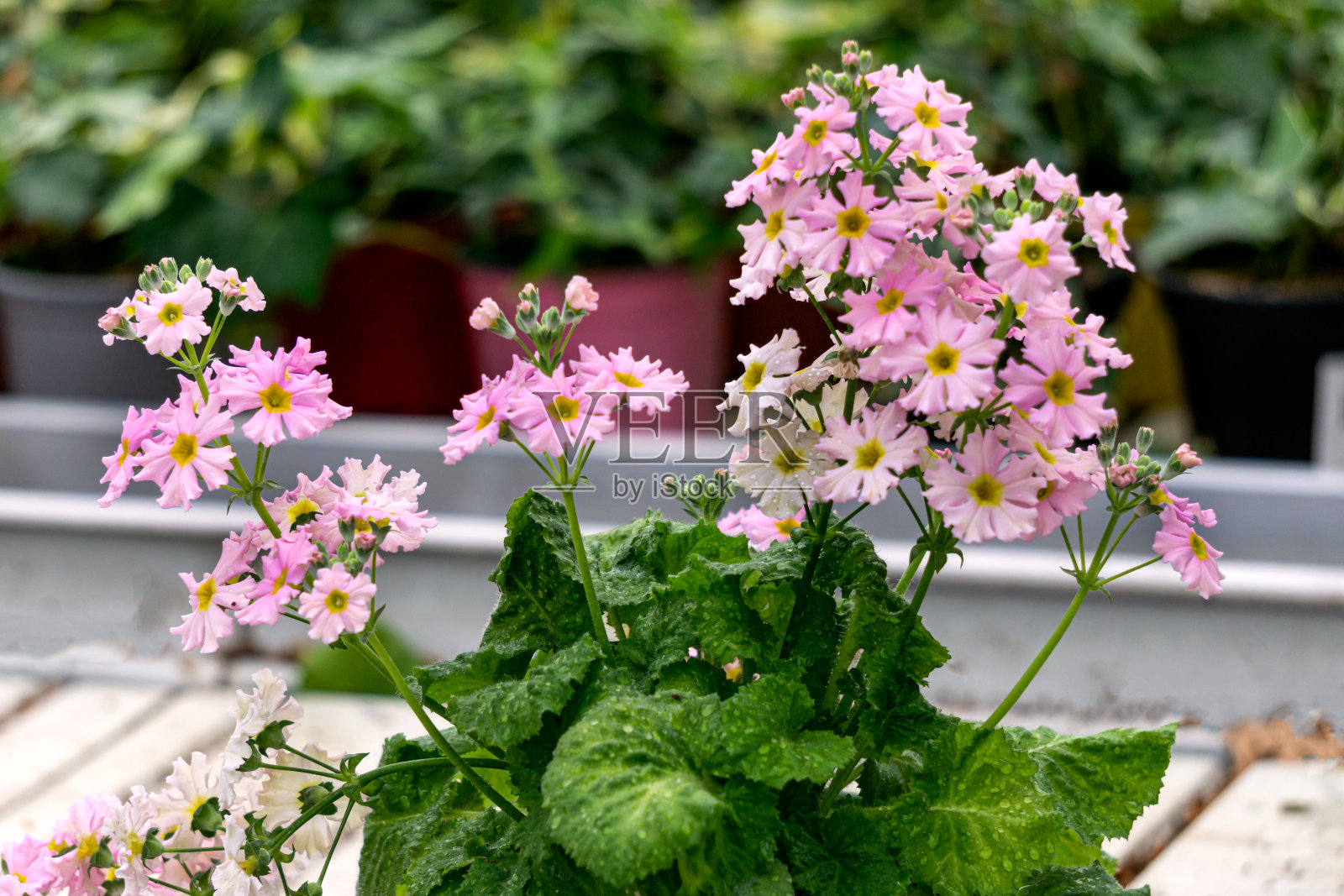 夏季花苗在温室的架子上。照片摄影图片