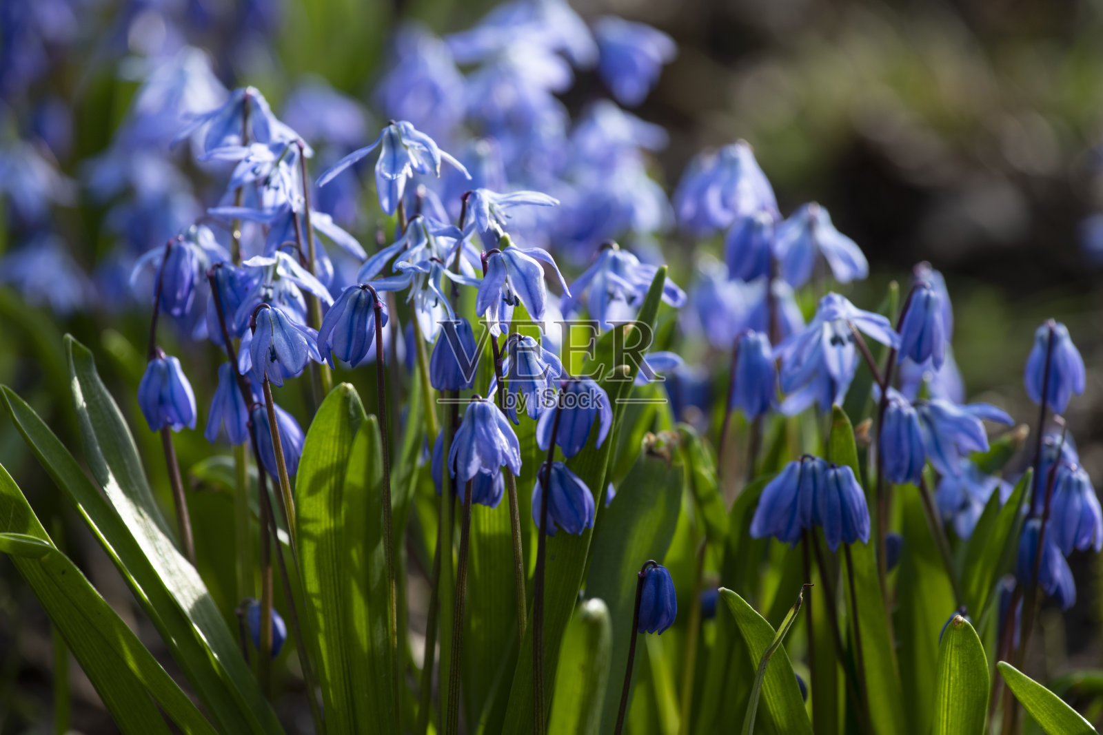 春天的蓝色花朵照片摄影图片