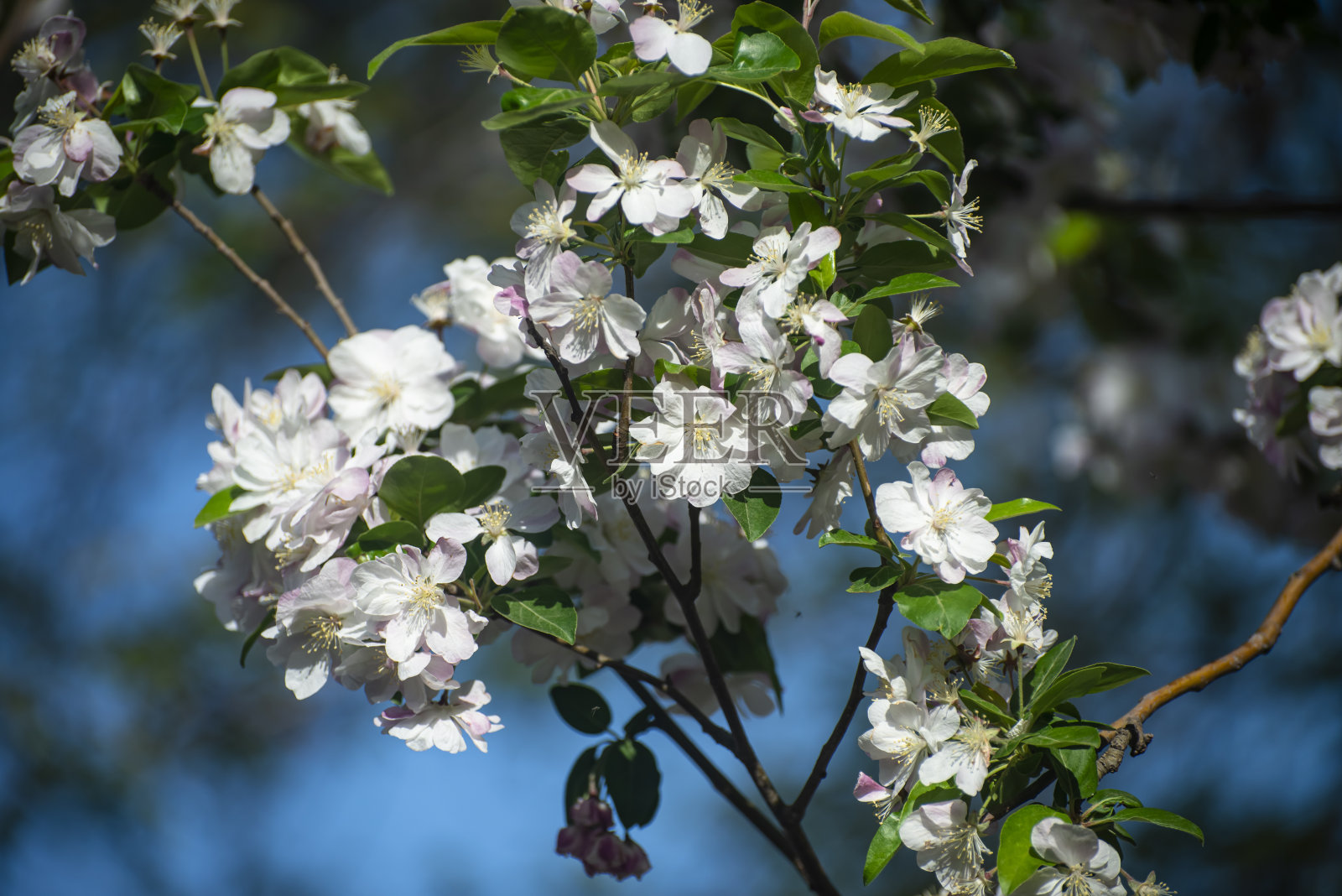 花在春天照片摄影图片