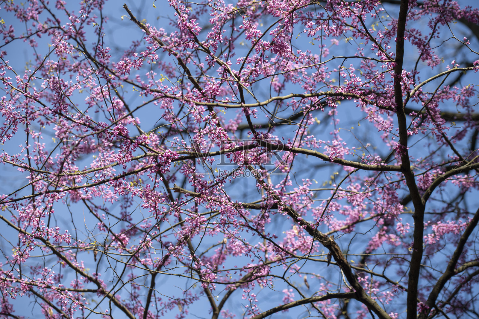 盛开的紫荆花照片摄影图片