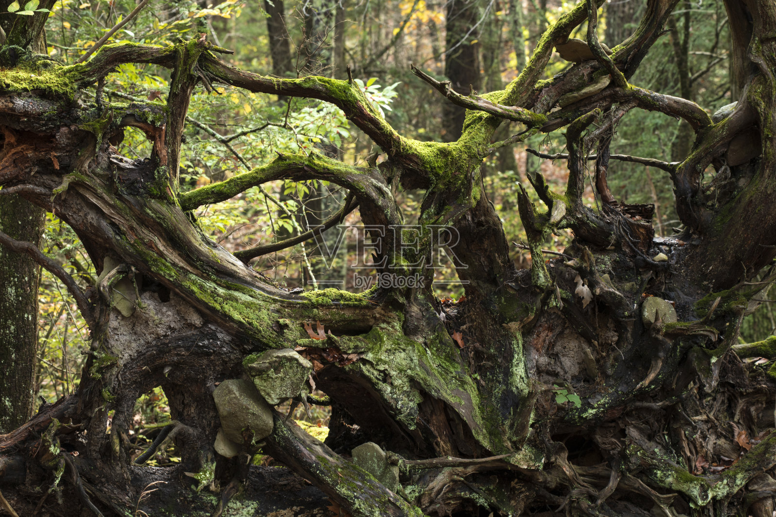 树根照片摄影图片