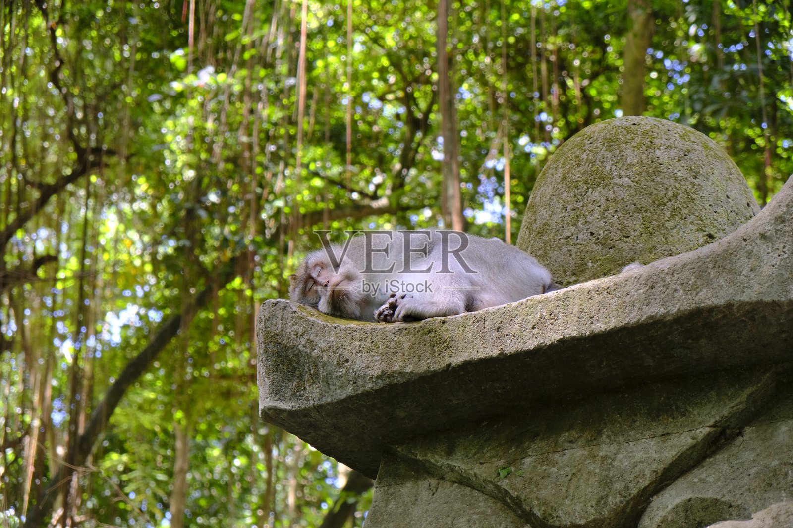 印度尼西亚乌布圣猴森林的长尾猕猴(Macaca fascicularis)照片摄影图片