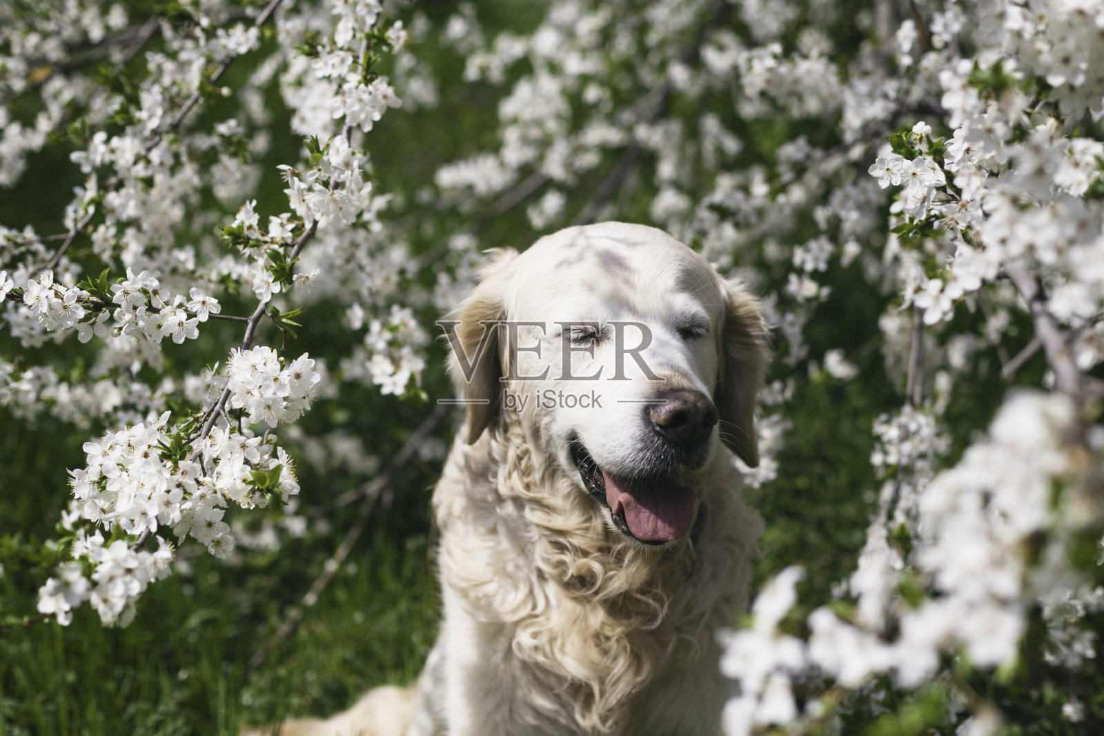 夏天的早晨,快乐微笑的金毛猎犬小狗靠近白色的花朵。宠物关爱和幸福的理念。空间背景副本。照片摄影图片