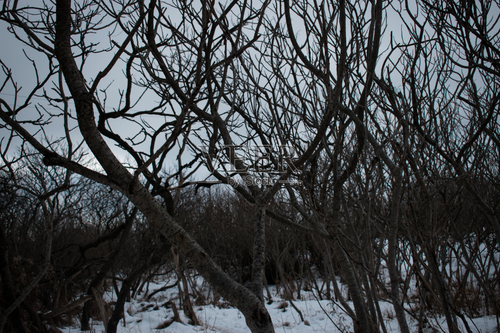 悲观的分支照片摄影图片