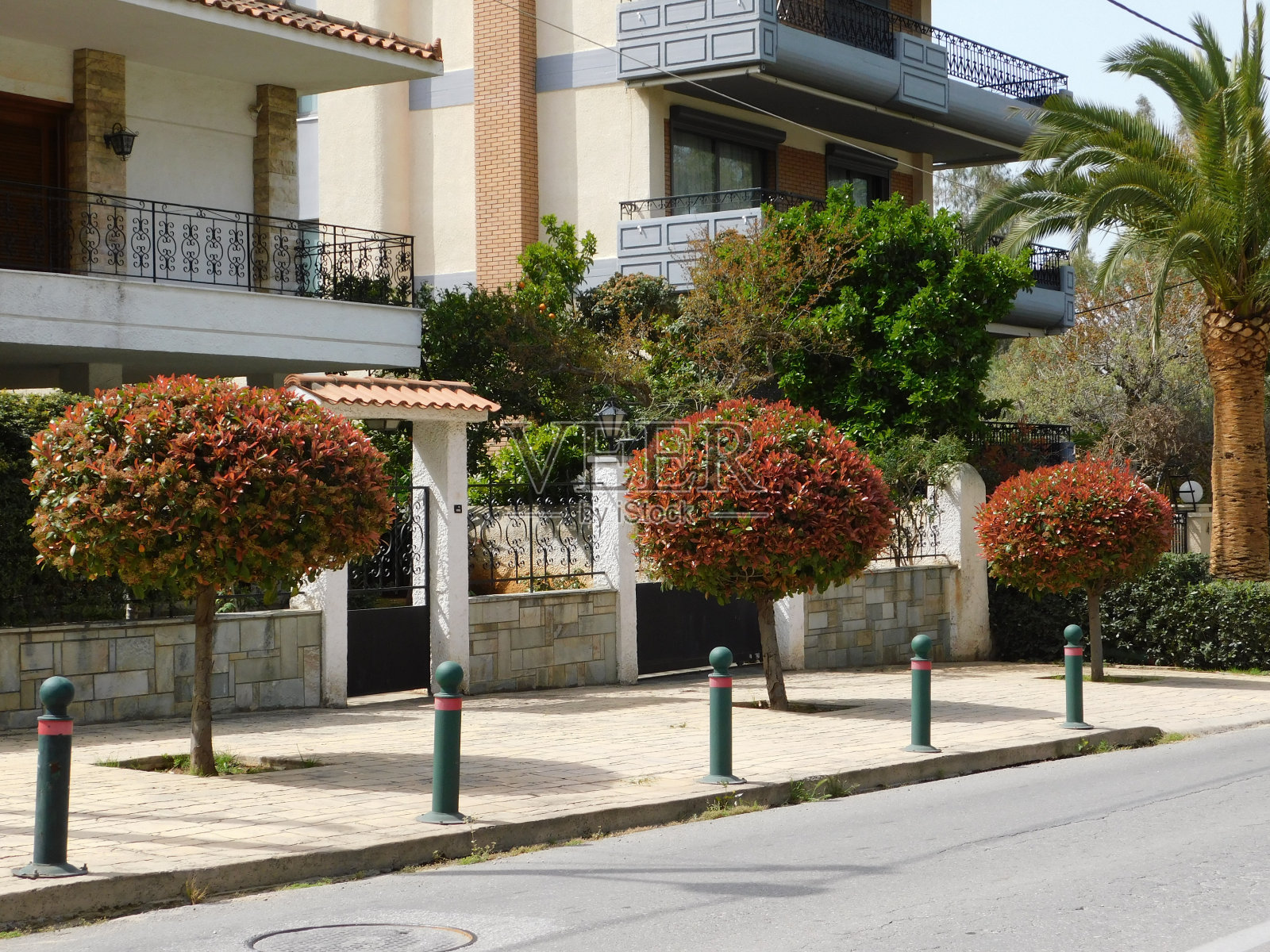 Photinia树照片摄影图片