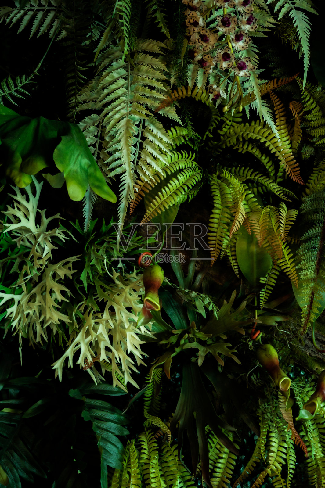 摘要绿叶纹理,热带叶叶自然暗绿色背景照片摄影图片