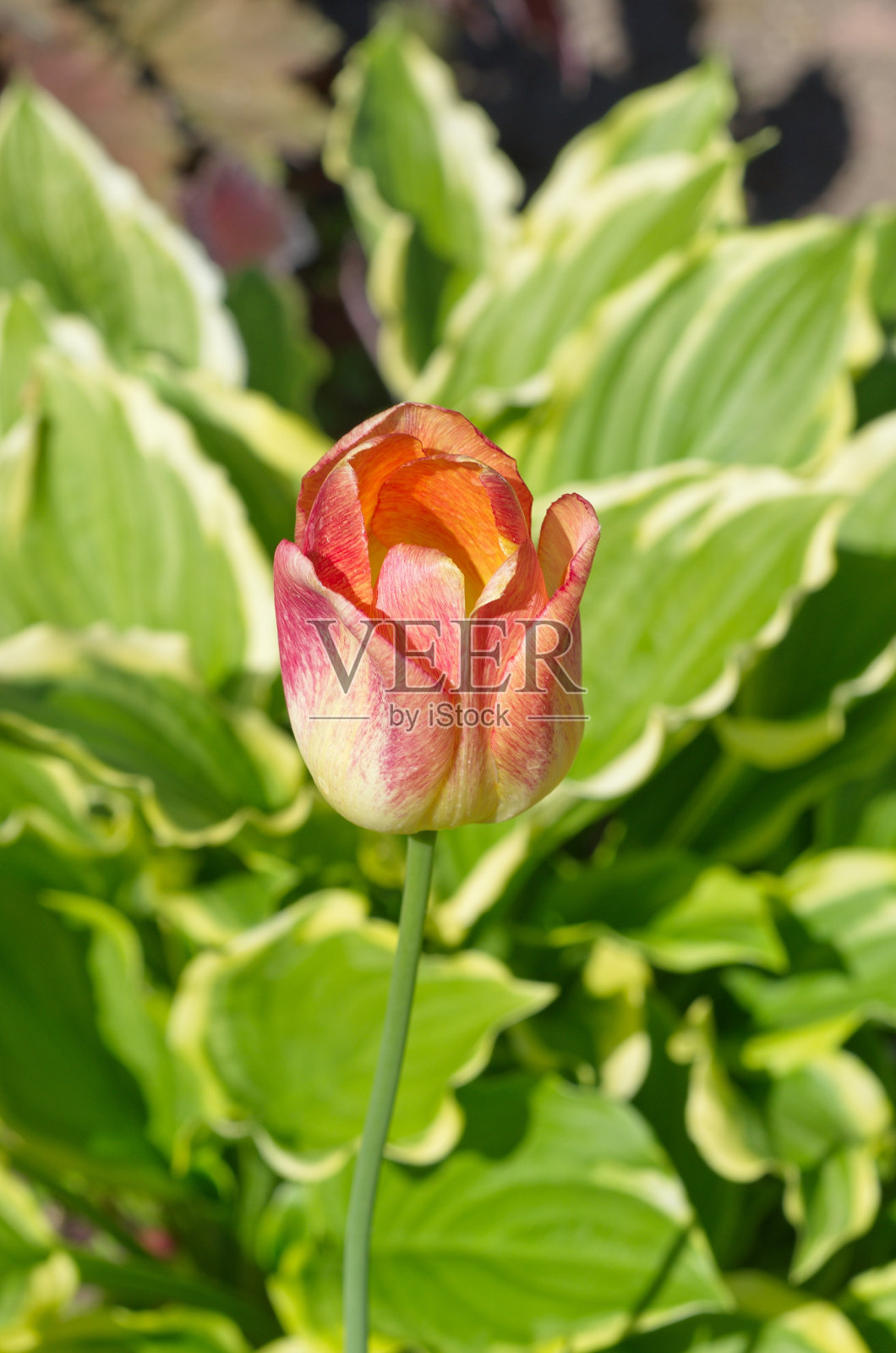 粉红郁金香在玉簪叶的背景照片摄影图片