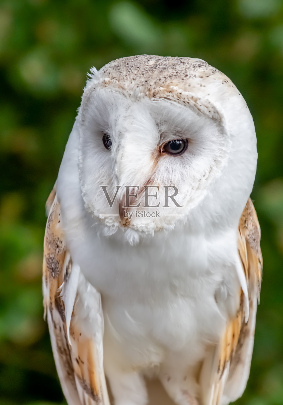 谷仓猫头鹰(这些专辑)照片摄影图片