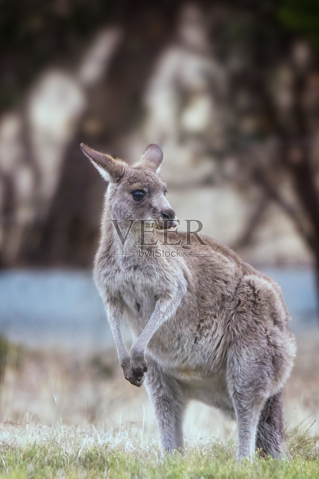 东部灰袋鼠照片摄影图片