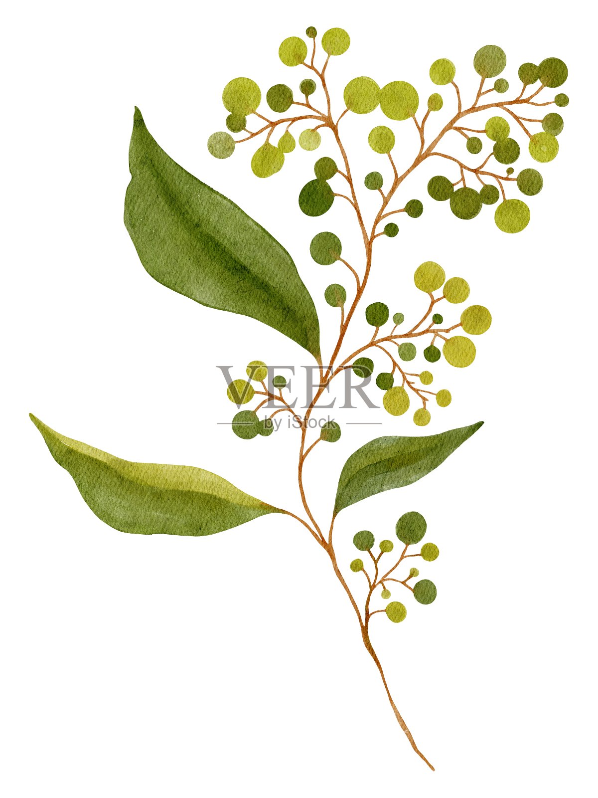 手绘水彩美丽的植物与叶和浆果孤立在白色背景。用于海报,卡片,印刷,纺织,模板,面料,图案,贴纸,婚礼,庆祝,生日插画图片素材