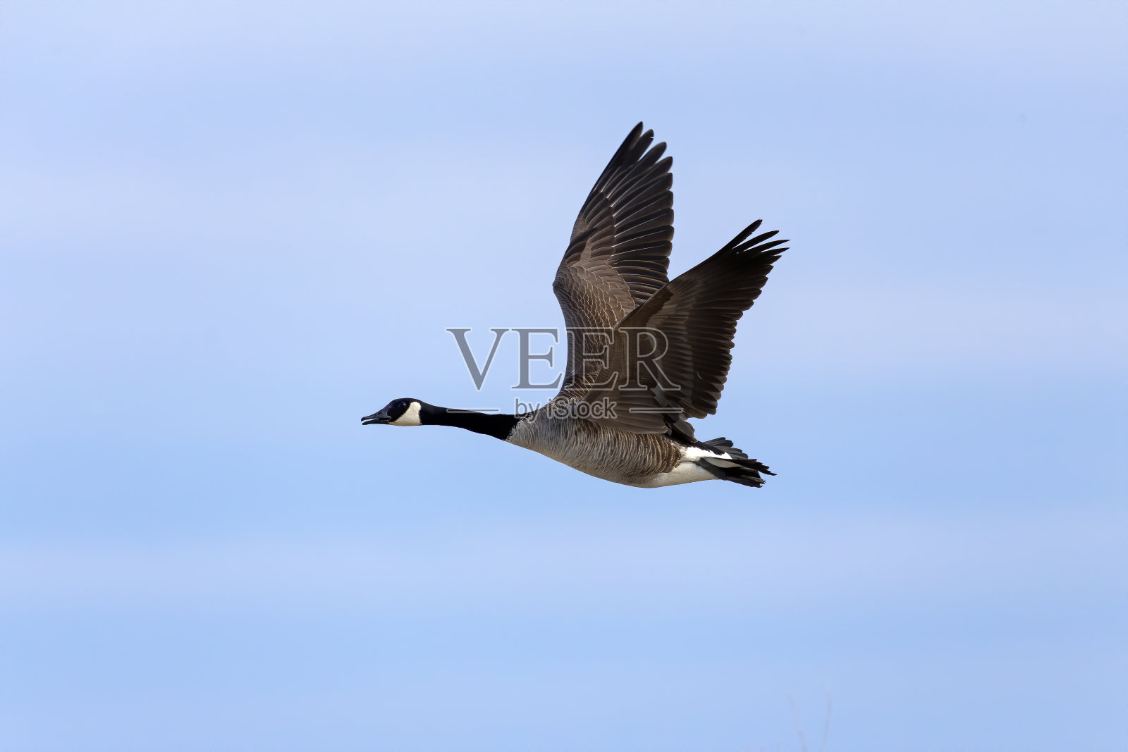 加拿大鹅照片摄影图片