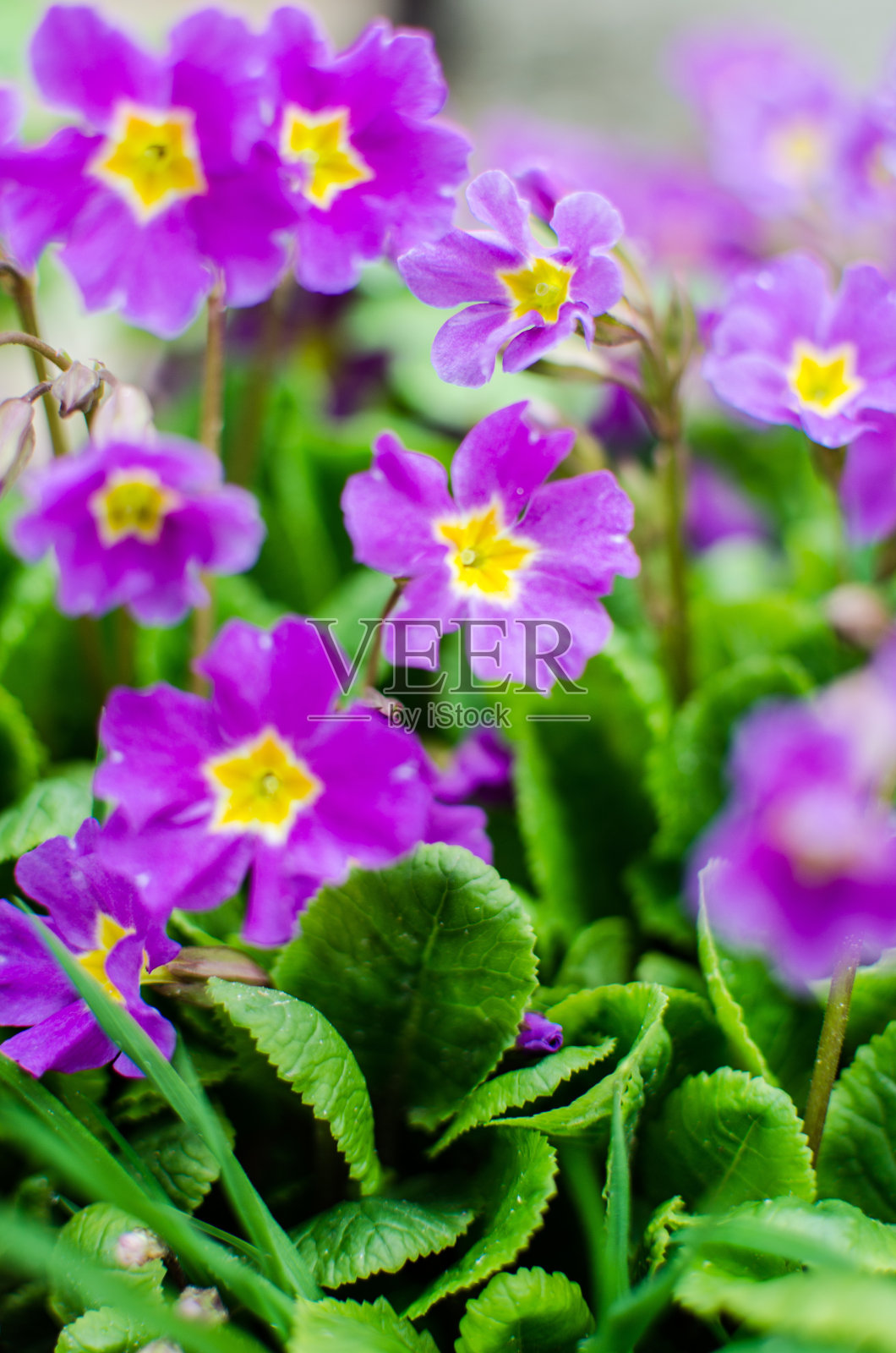 娇小易碎的樱草花盛开了照片摄影图片