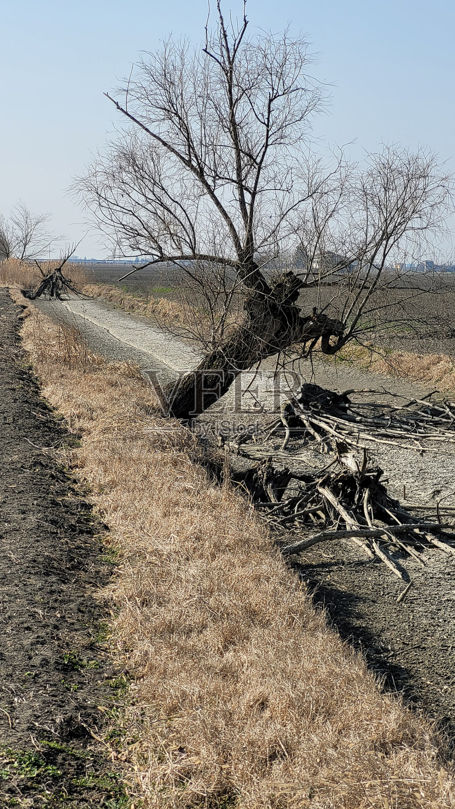 枯树旁干灌溉渠照片摄影图片