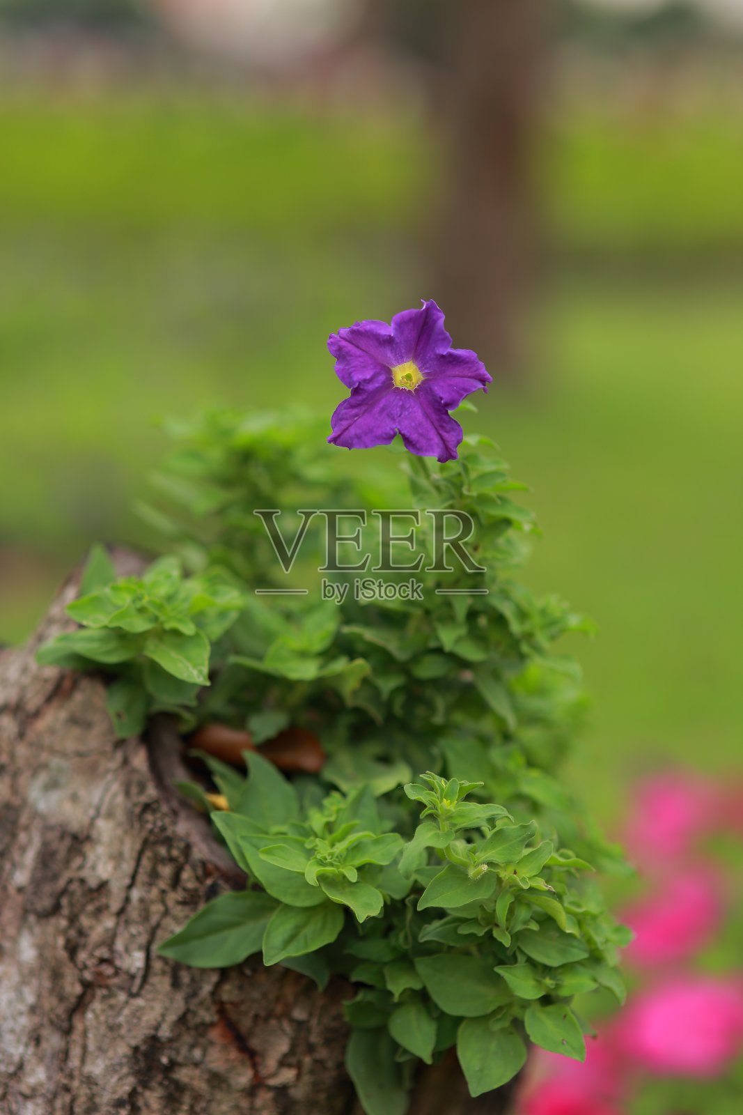 背景。大自然。花。工厂。开花。美照片摄影图片