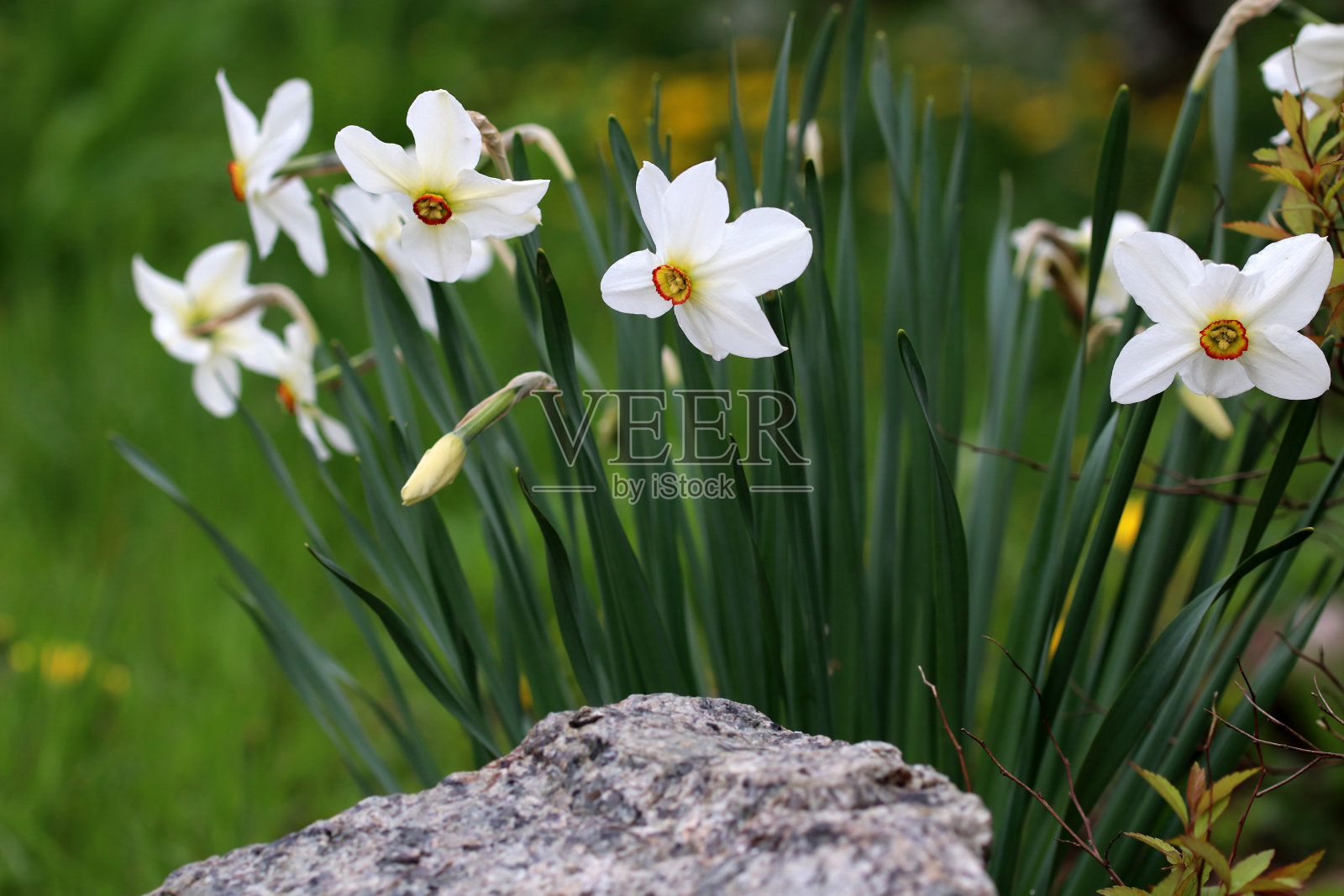 模糊的背景上盛开的水仙花。前景中的石头。照片摄影图片