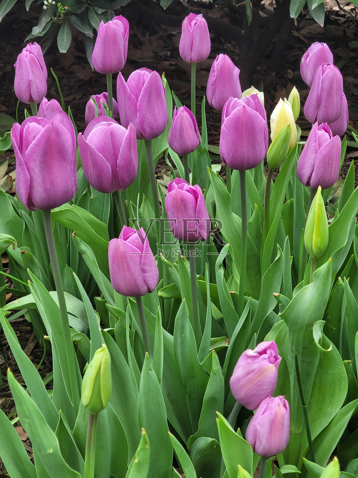 许多淡紫色郁金香照片摄影图片