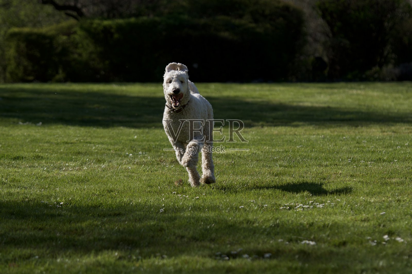 可爱的白狗在行动照片摄影图片