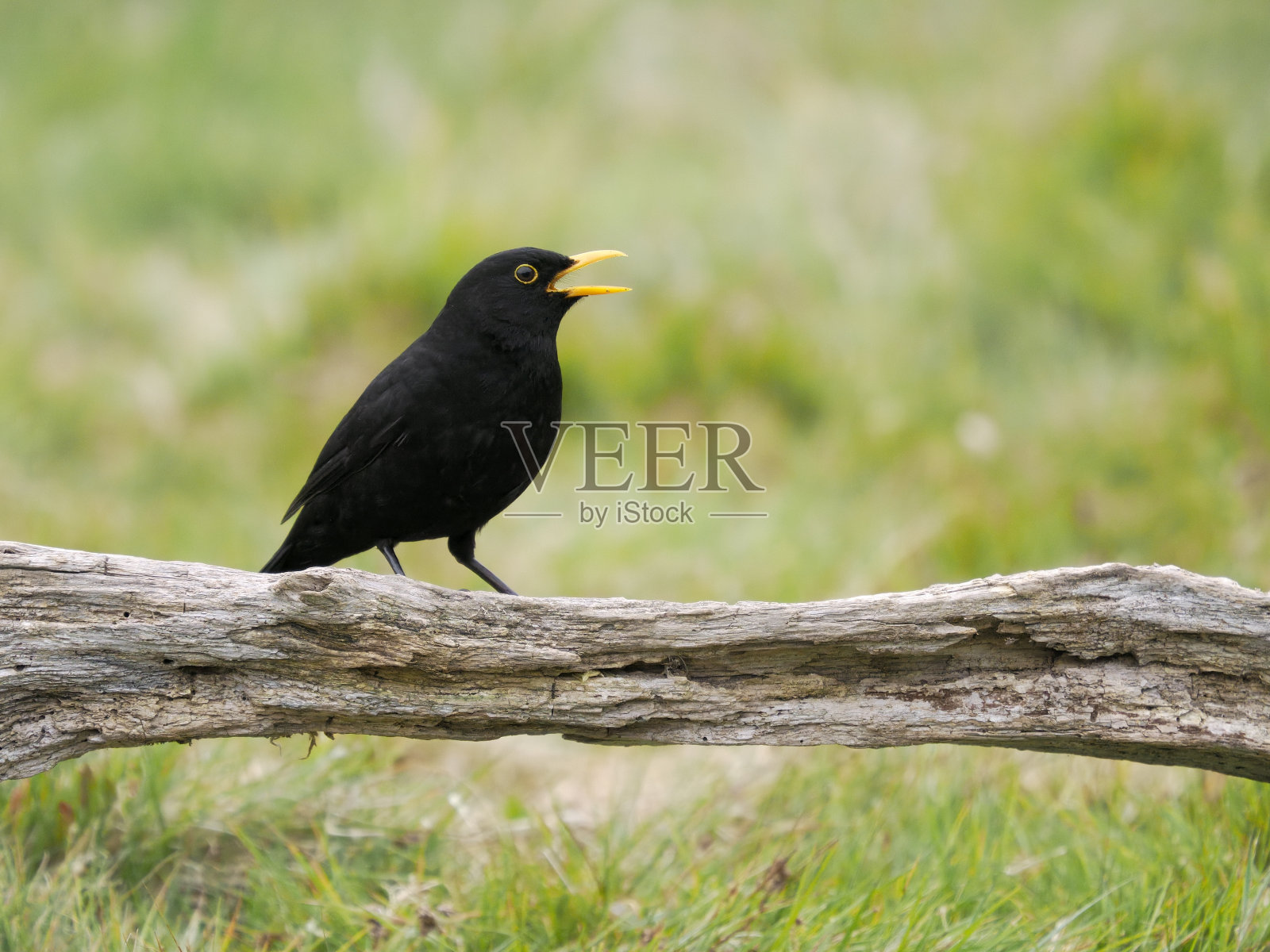 黑鸟, 图尔杜斯·梅鲁拉照片摄影图片