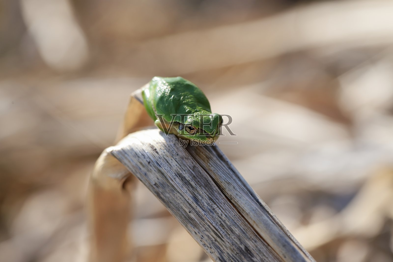 树蛙从冬眠中醒来。照片摄影图片