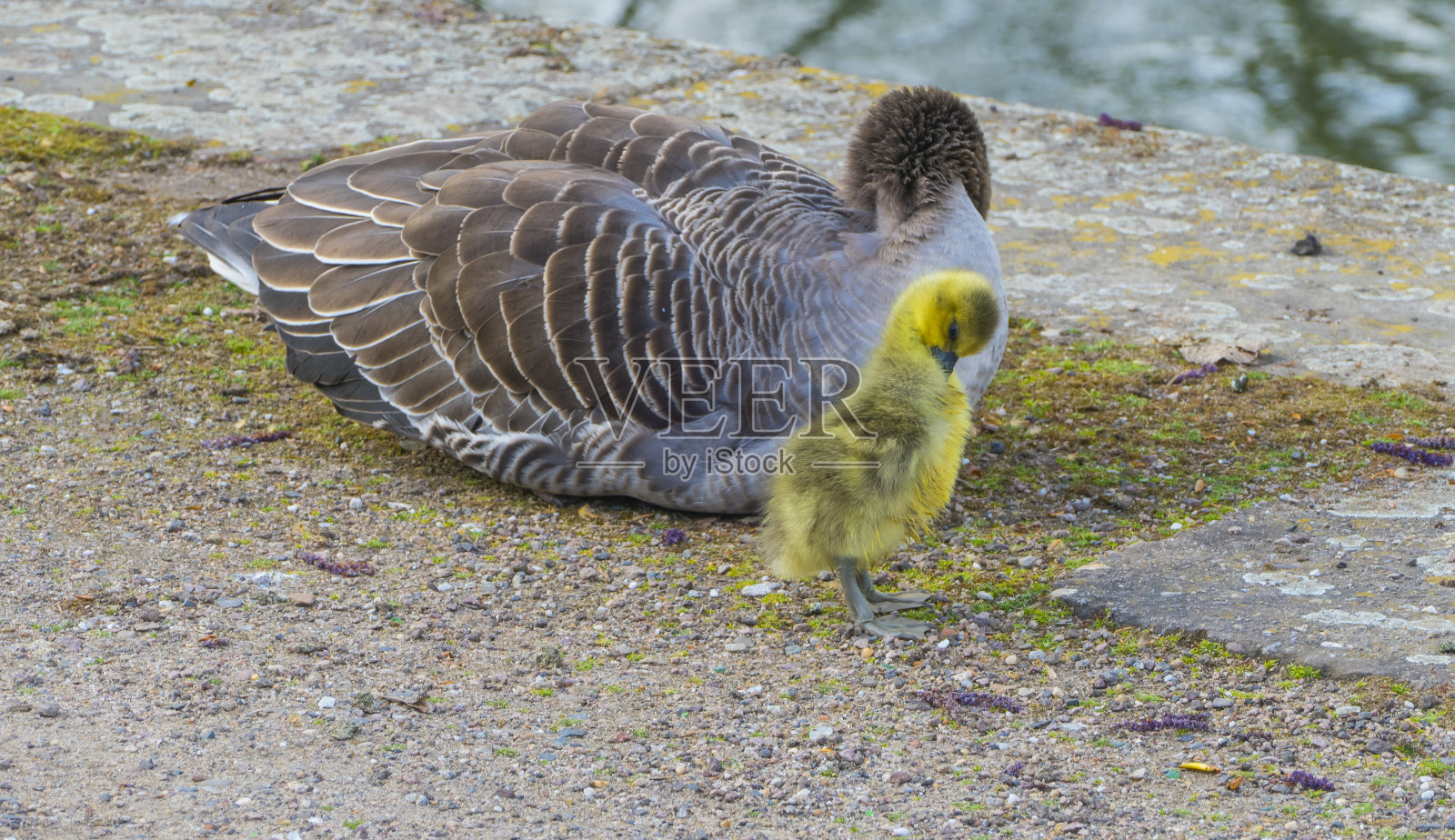 鹅和小鸡在清理羽毛照片摄影图片