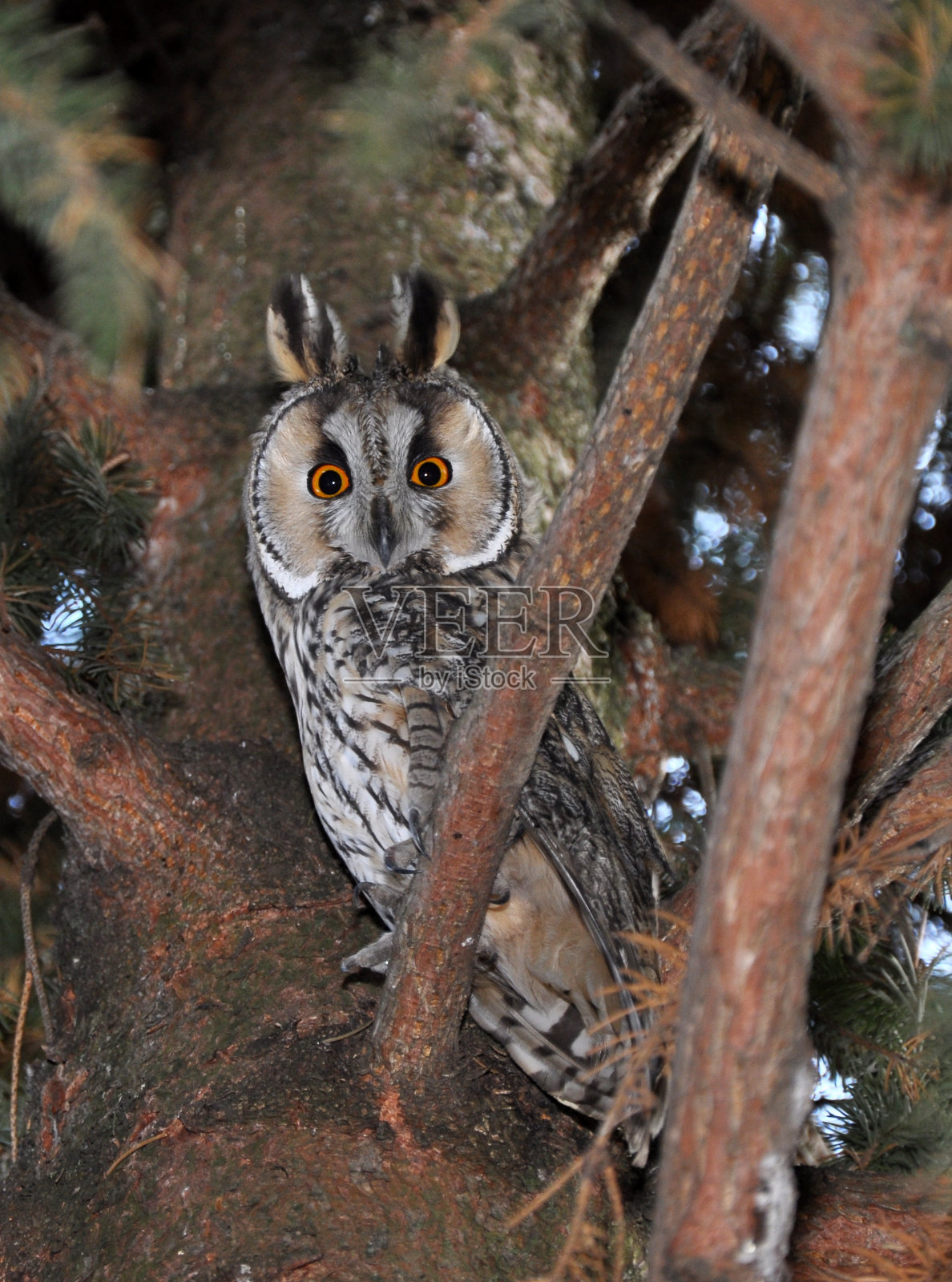 猫头鹰(Asio otus)坐在冷杉树枝上照片摄影图片
