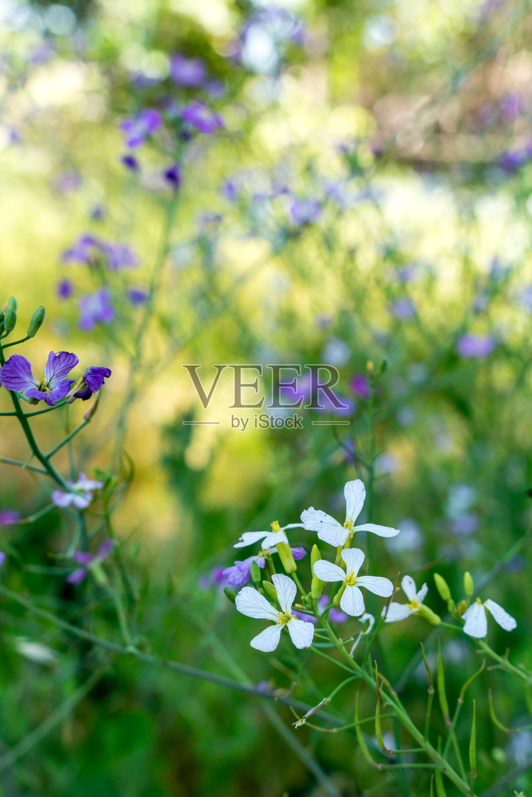 加州索诺玛山谷的一个葡萄园里,娇嫩的白花正在萌芽。照片摄影图片