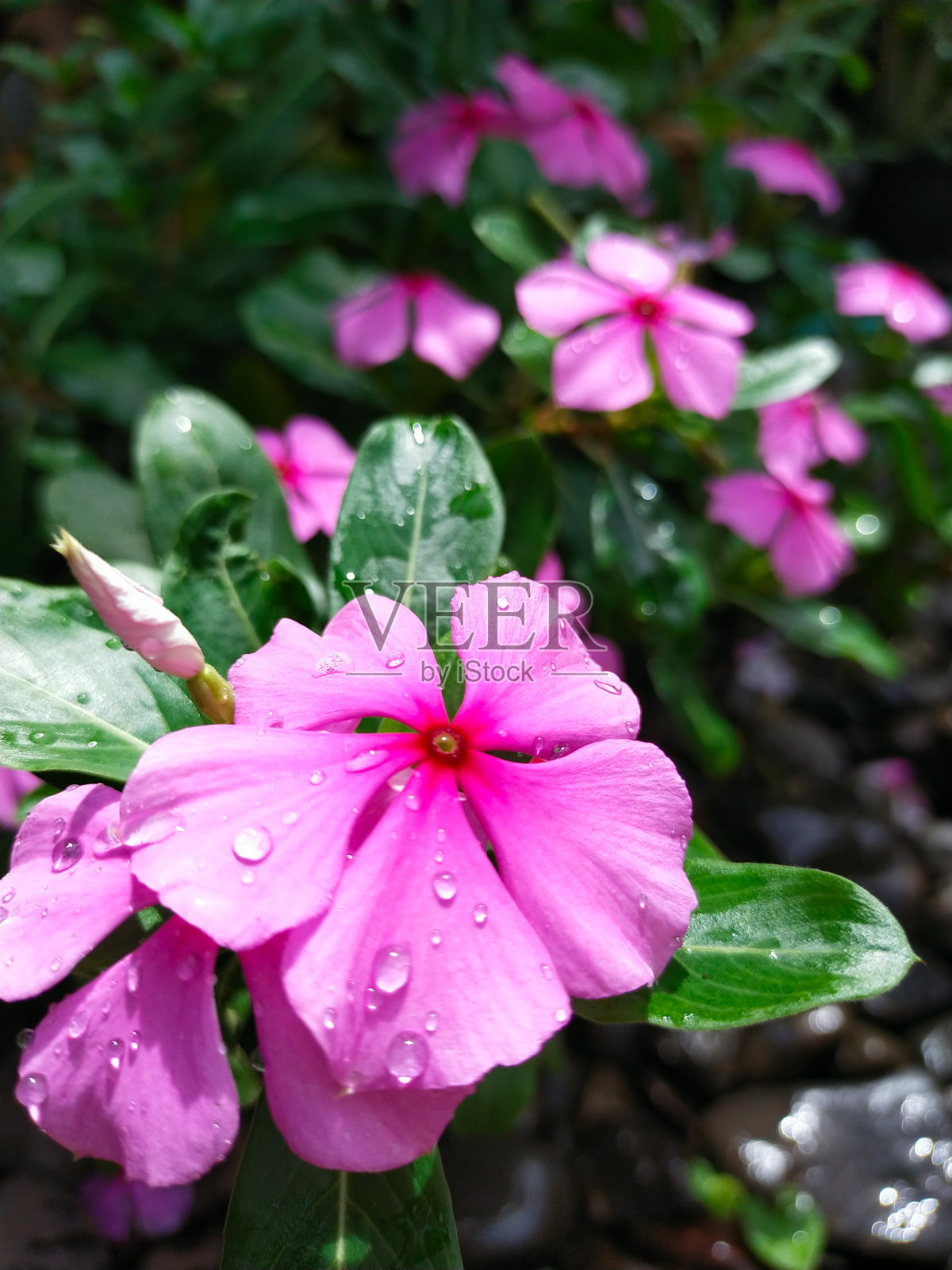 非常漂亮的粉红色花朵-长春花照片摄影图片