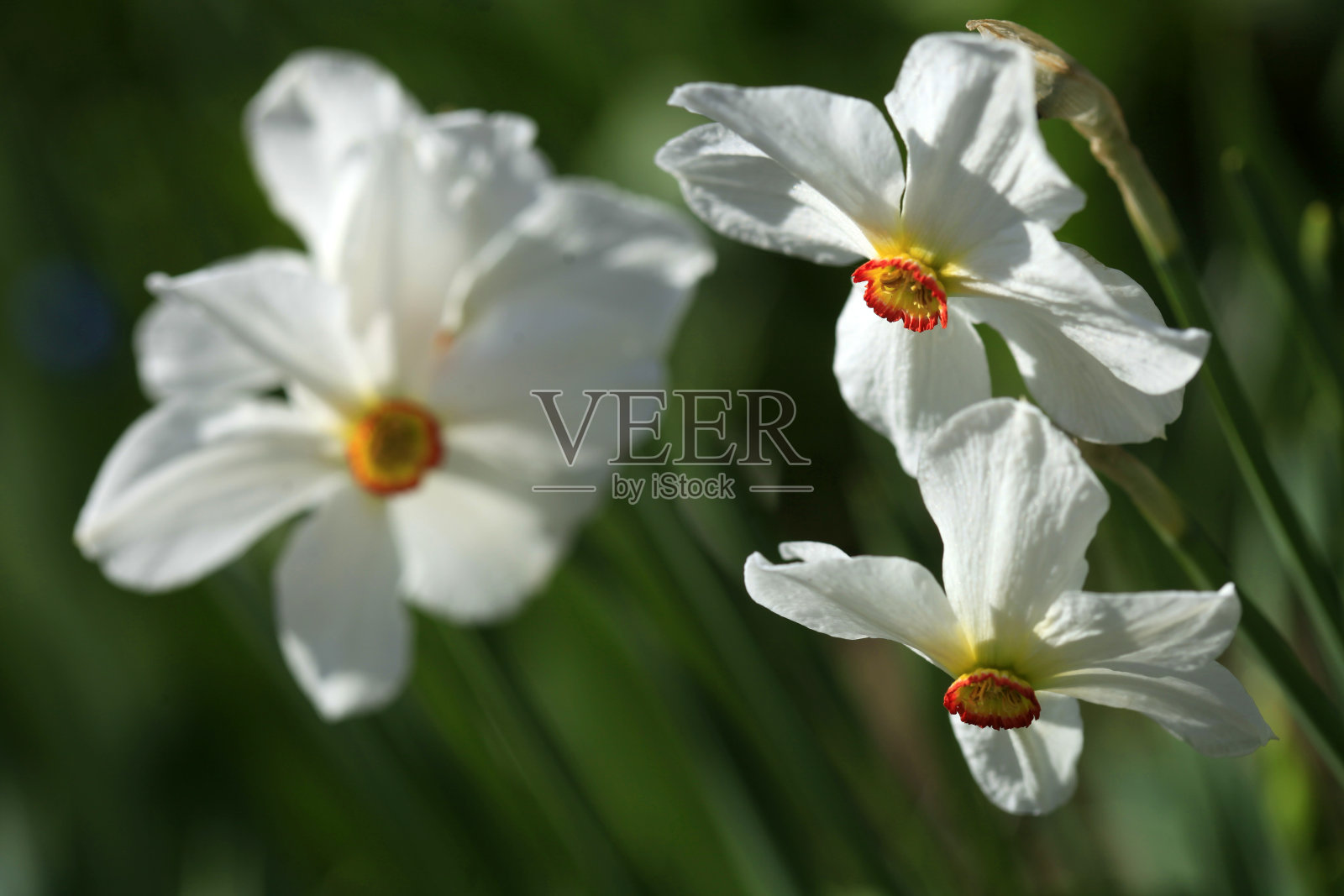 美丽的水仙在自然背景照片摄影图片