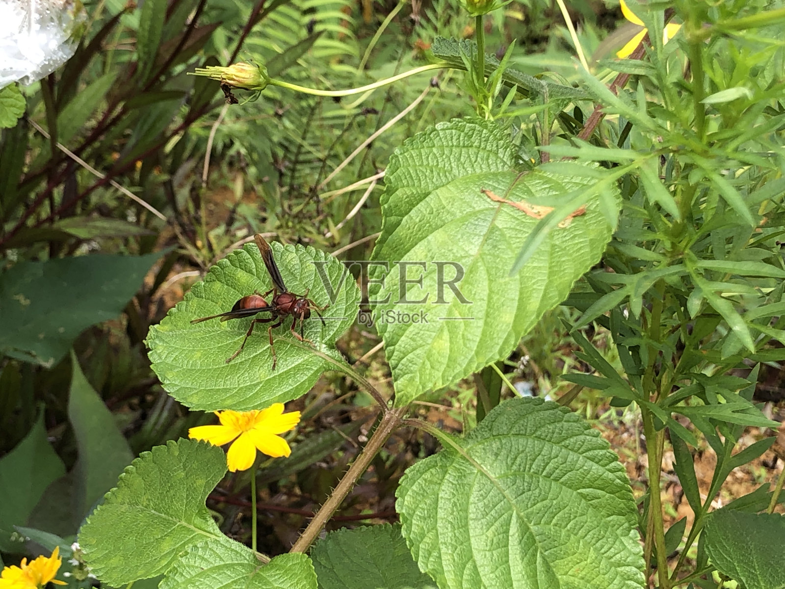 一只蜜蜂栖息在一片绿叶上的照片照片摄影图片