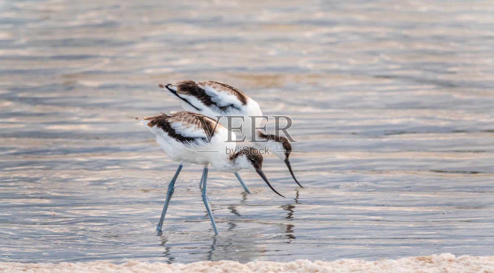 两只水鸟在湖中觅食。斑鳄是一种大型黑白涉禽,喙向上翘照片摄影图片