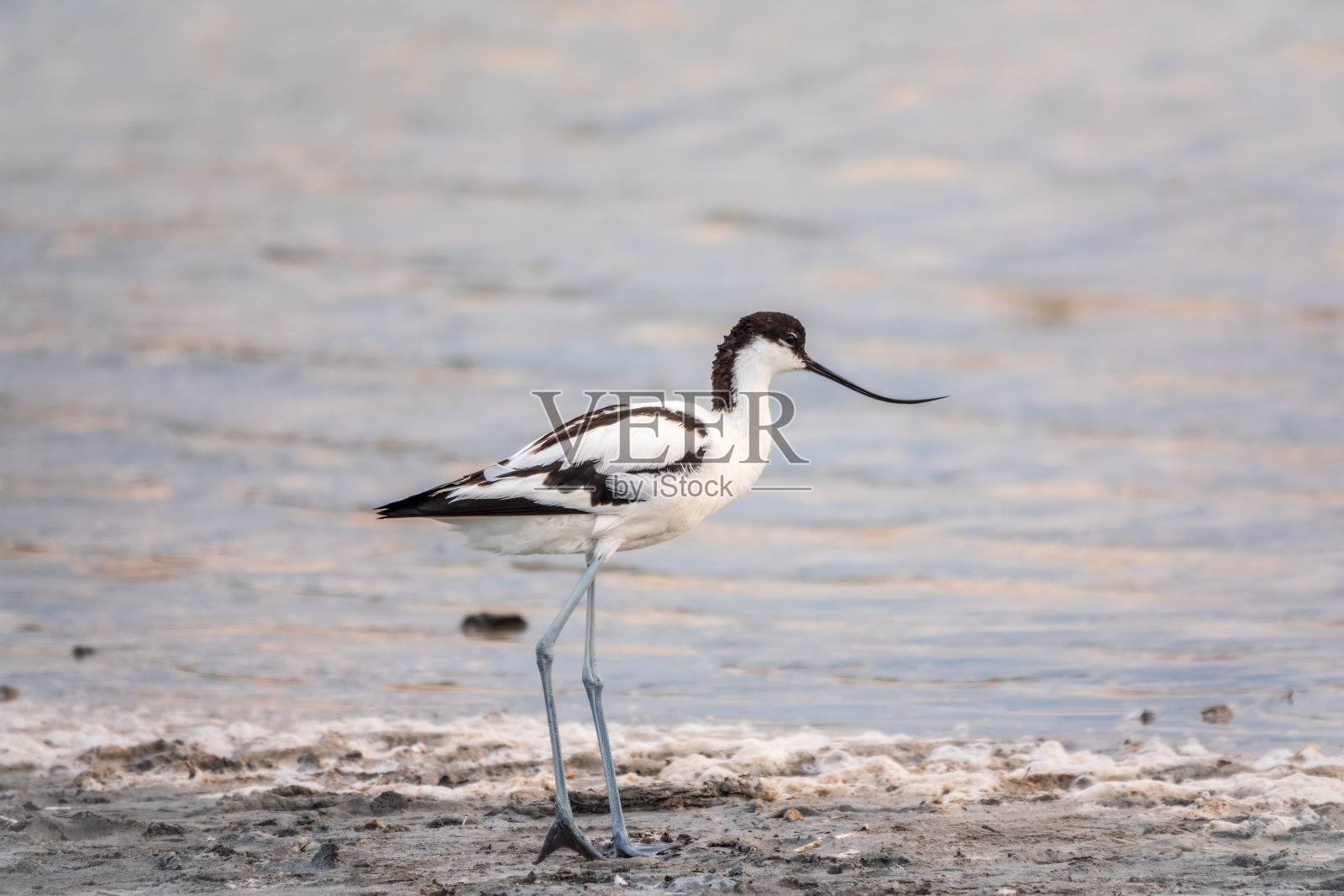 水鸟在湖中觅食。斑鳄是一种大型黑白涉禽,喙向上翘照片摄影图片