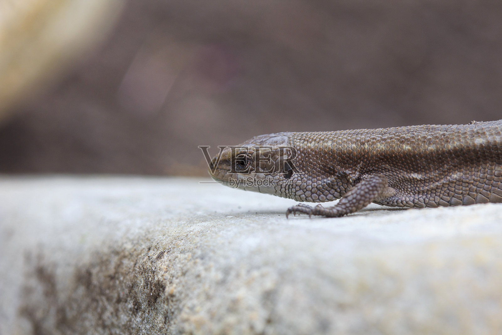 常见的蜥蜴照片摄影图片
