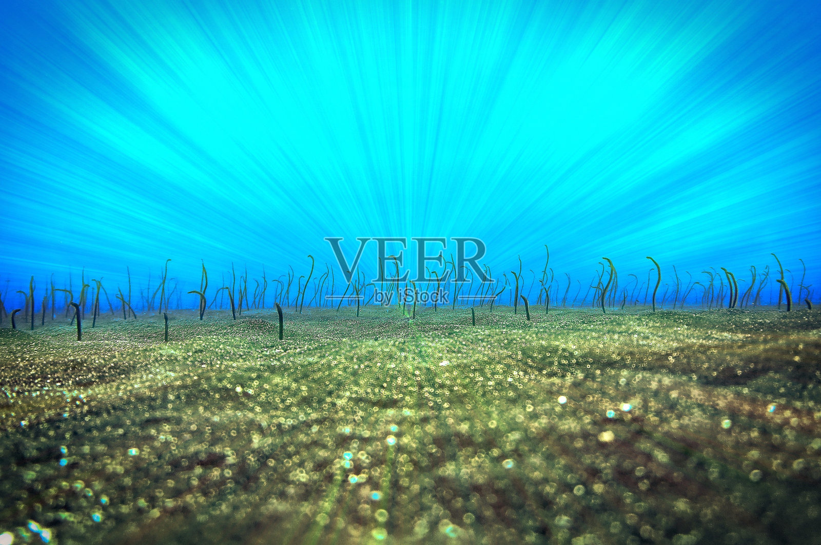 水下鳗鱼花园在幻想的光照片摄影图片