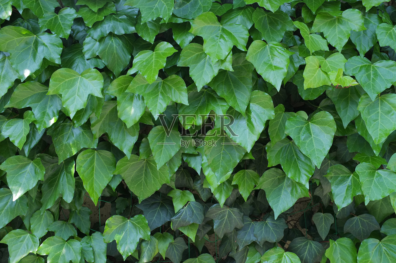 绿色的常春藤叶子在墙上照片摄影图片