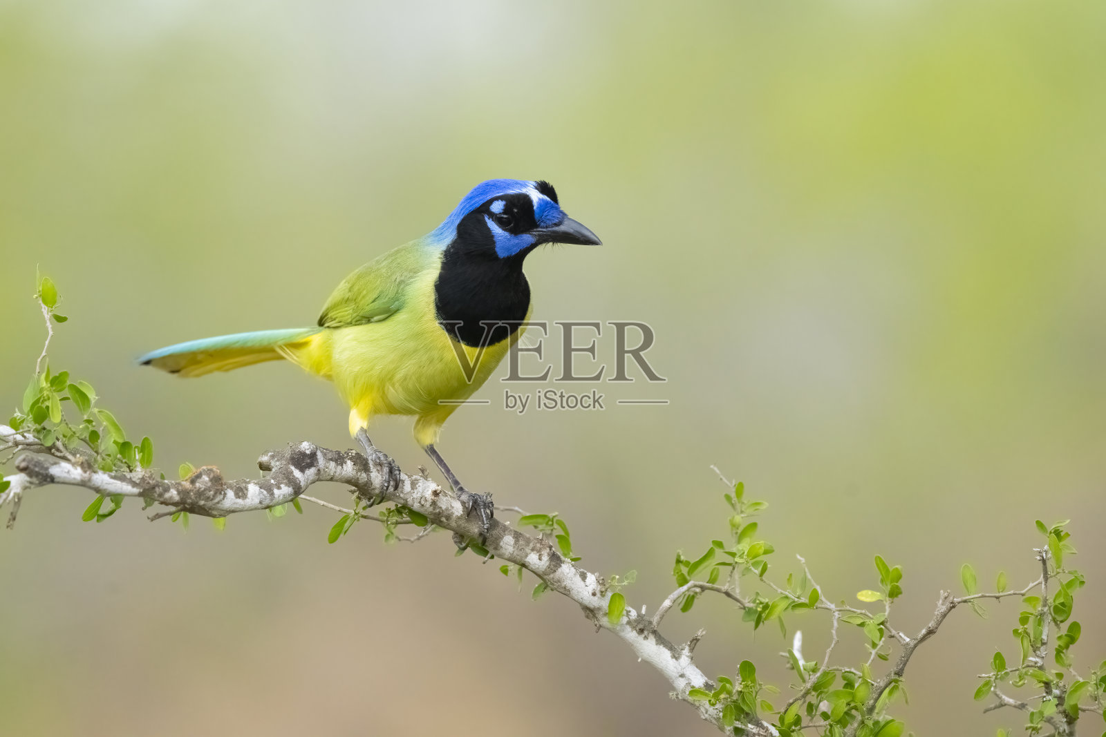 绿鸦栖息在树枝上照片摄影图片