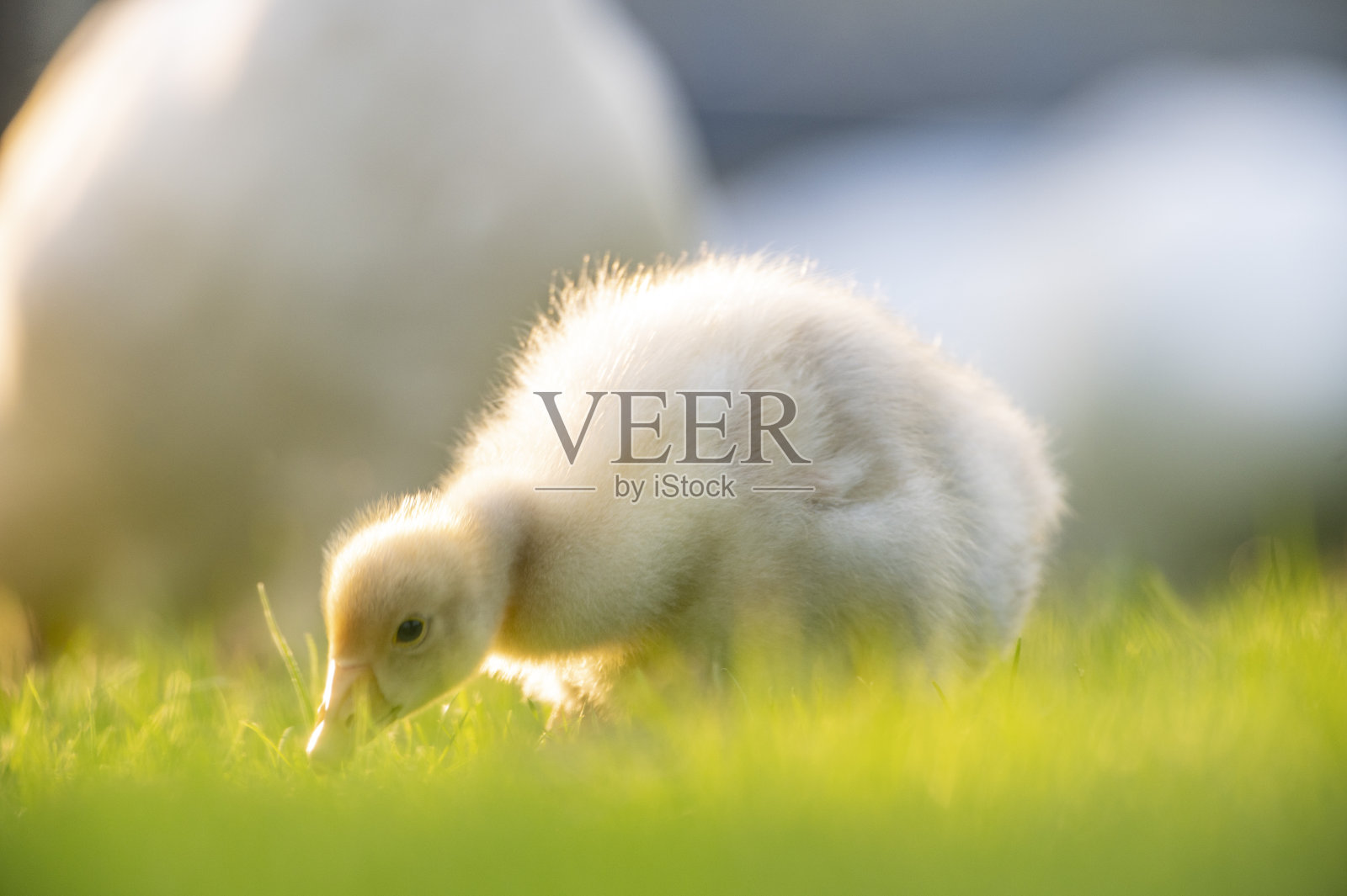 春天傍晚,草地上的家鹅雏鸟照片摄影图片