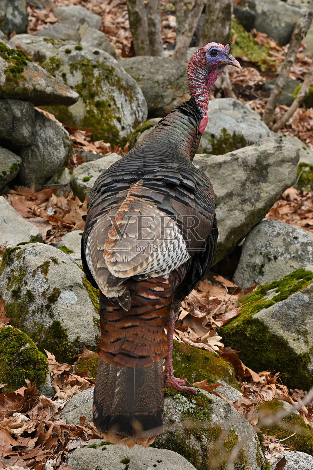 你在跟踪我吗?照片摄影图片