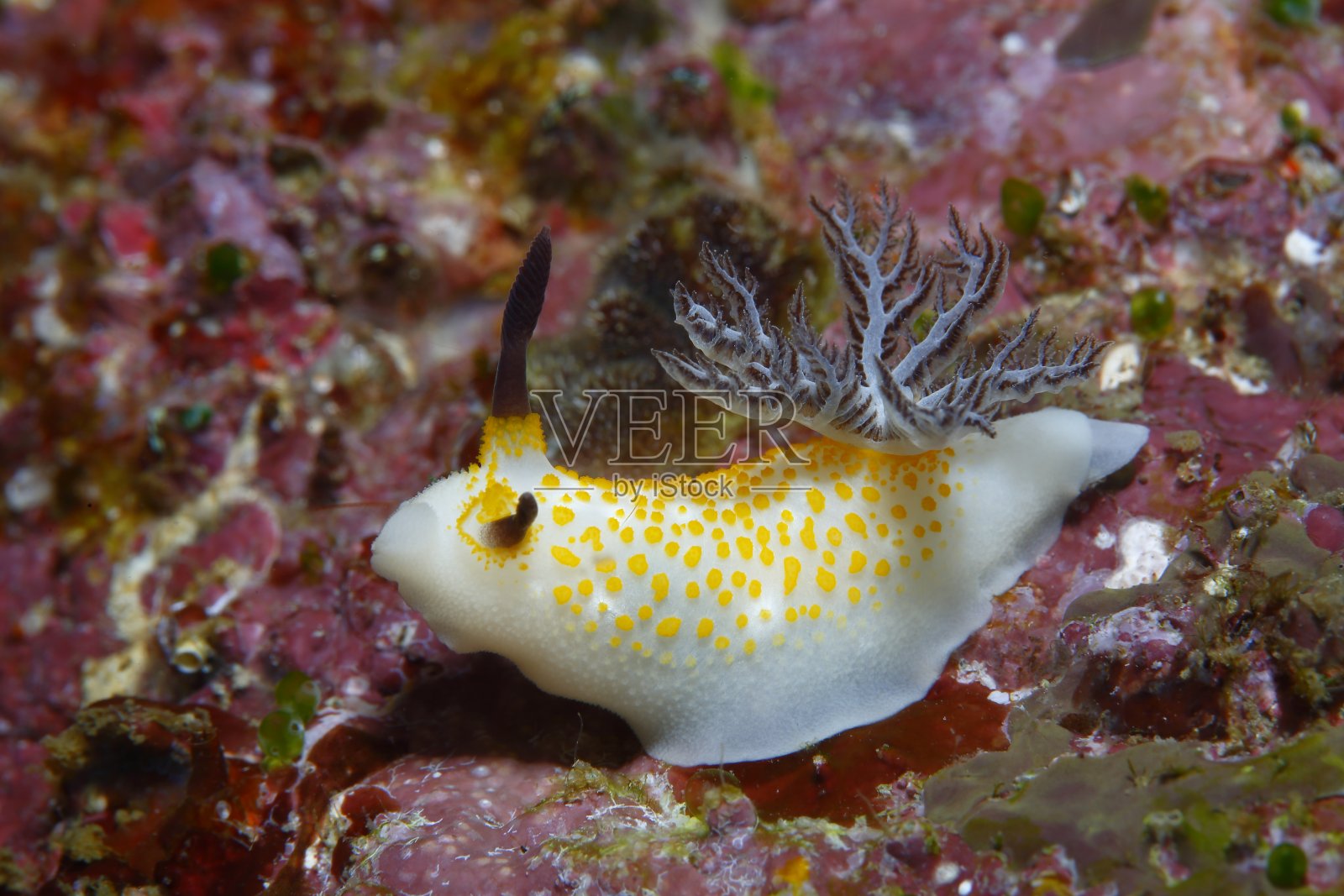 来自菲律宾的裸鳃海蛞蝓照片摄影图片