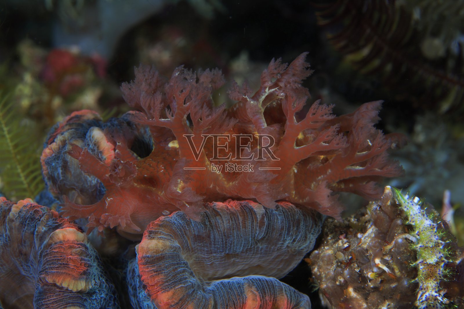 菲律宾的裸鳃动物照片摄影图片